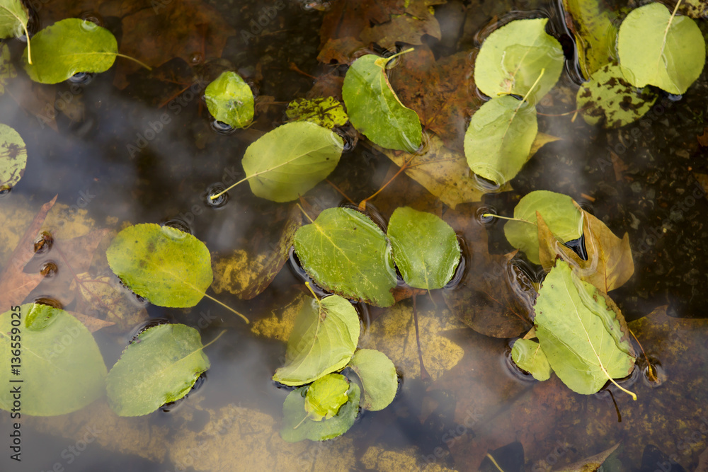 A Puddle of Leaves. Autumn in London includes wind and rain. Autumn leaves blown early off their trees by the wind gather on top of the water of a roadside puddle. A Puddle of Leaves. Autumn in London includes wind and rain. Autumn leaves blown early off their trees by the wind gather on top of the water of a roadside puddle.