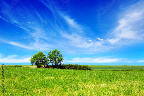Fototapeta Naklejka Na Ścianę i Meble -  Summer landscape with field and trees.