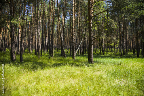 Pine forest in sunny summer day