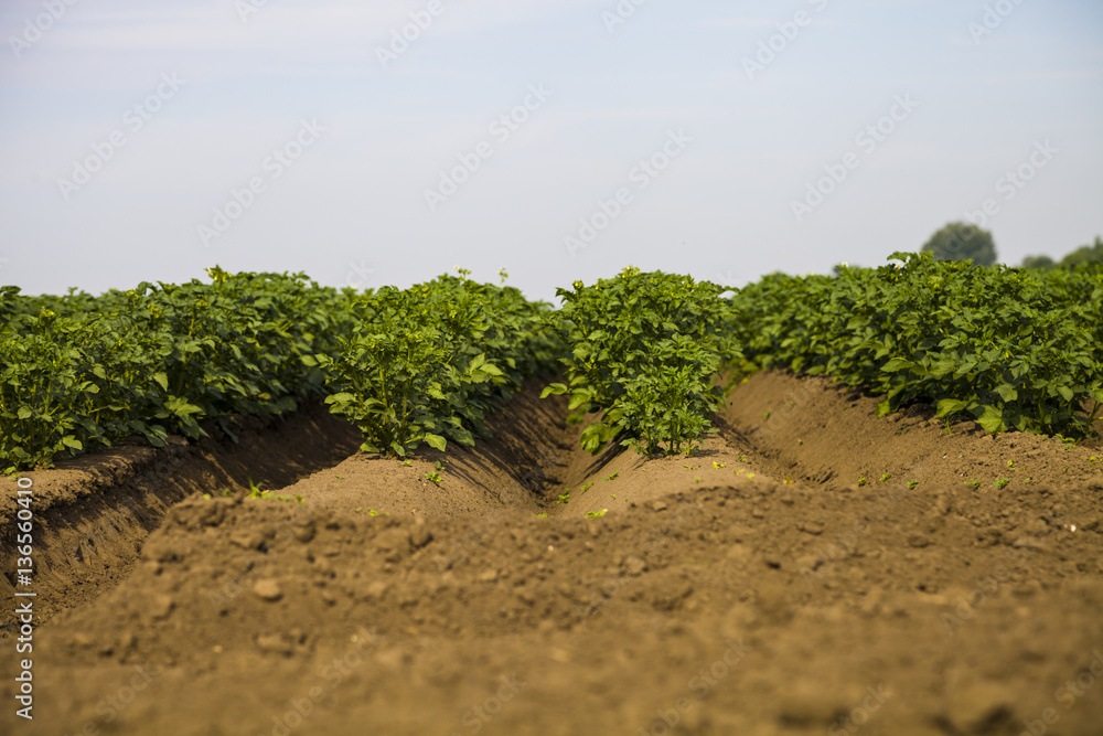 Potato field on a sunny summer day. Potato field on a sunny summer day.
