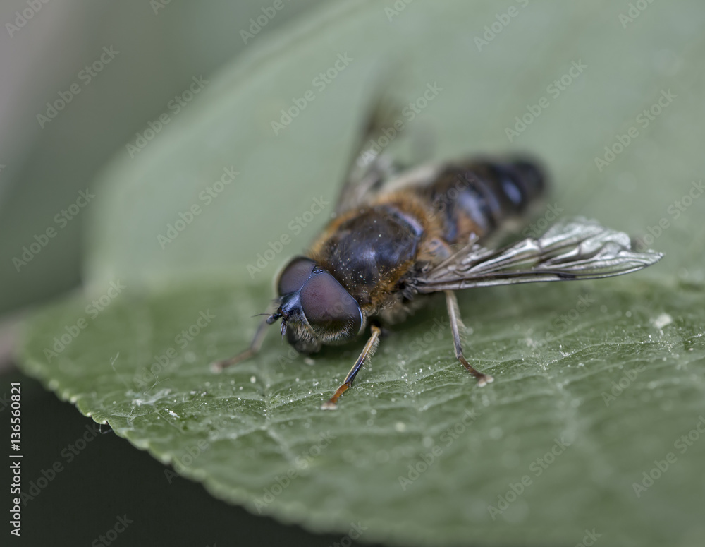 Naklejka premium little nature