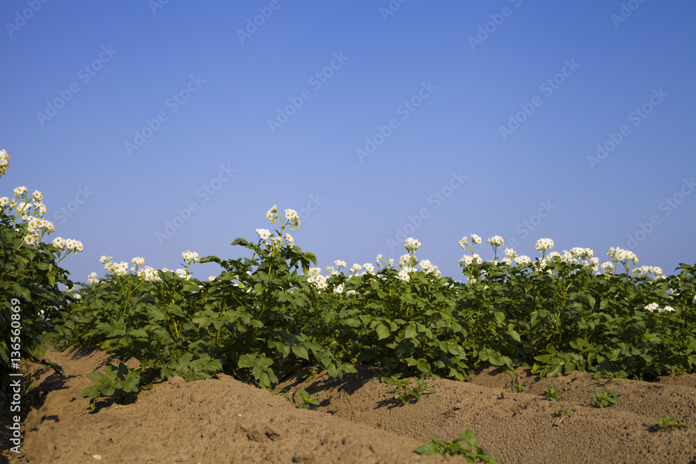 Blooming potato field on a sunny summer day. Blooming potato field on a sunny summer day.
