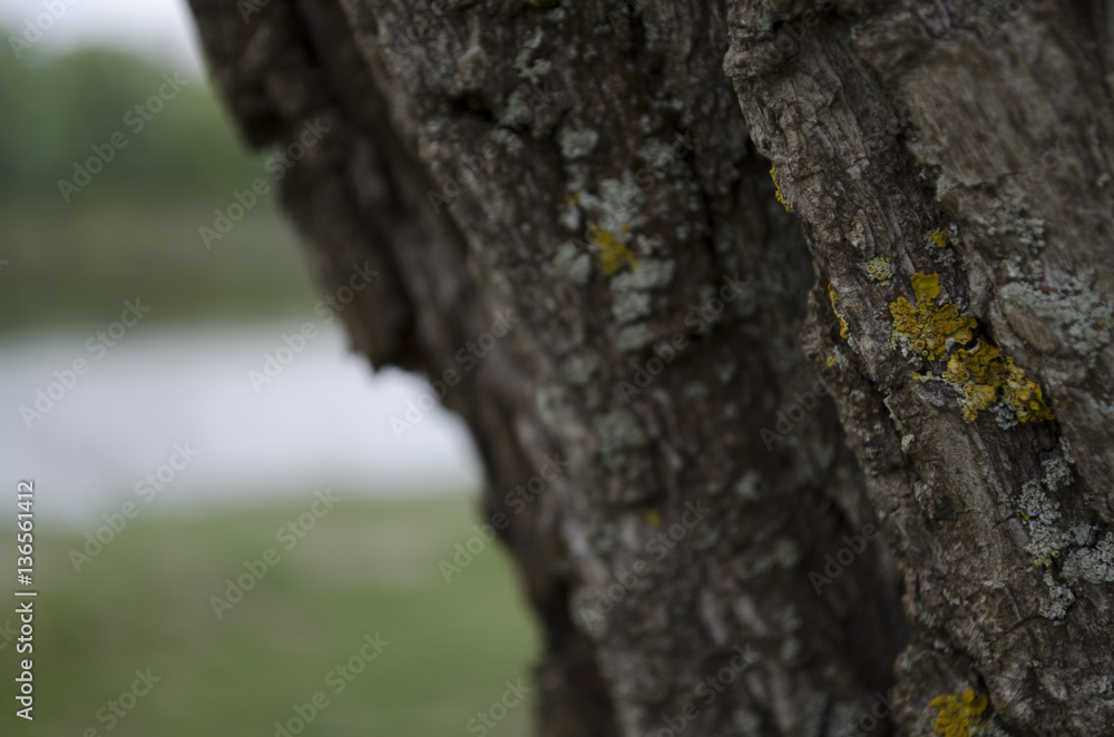 Tree bark texture. Wood background Tree bark texture. Wood background