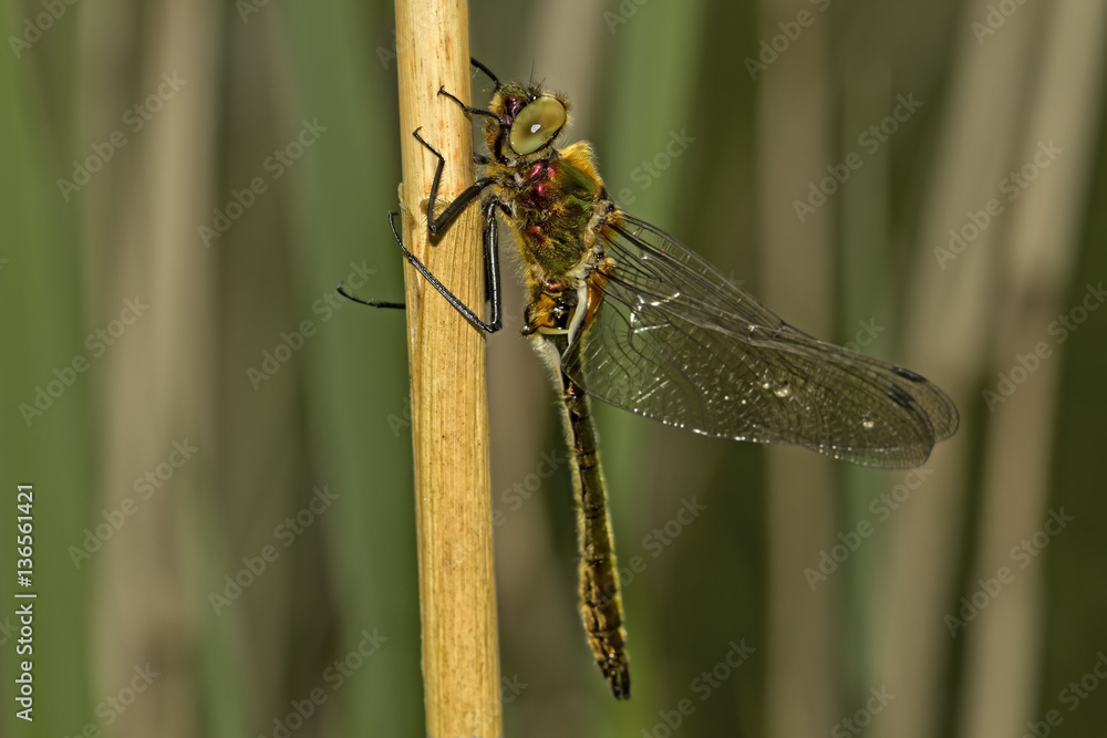 Fototapeta premium the beauty of a dragon