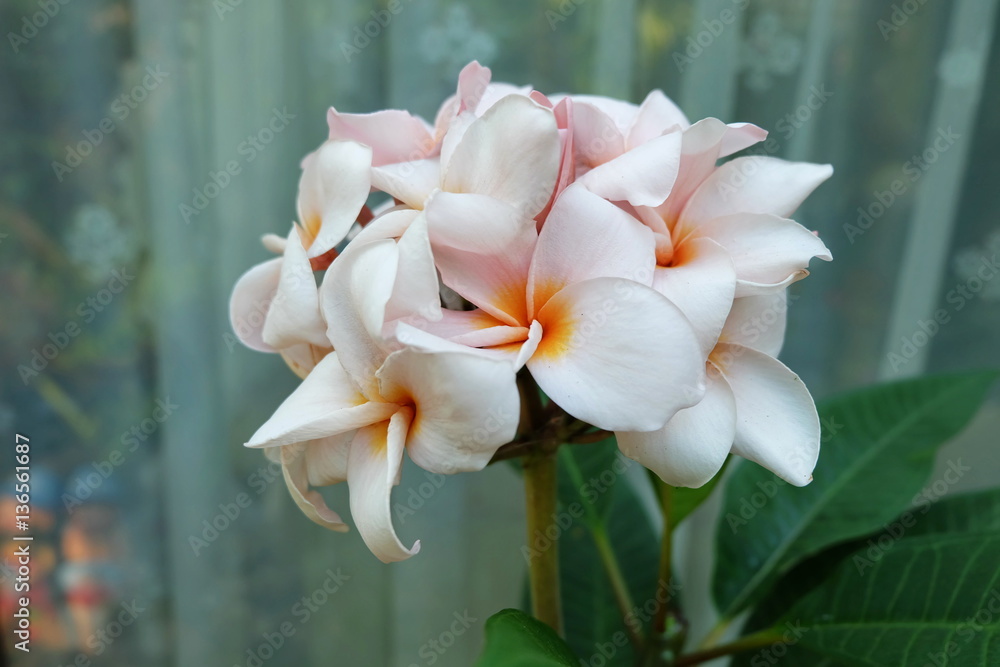 Obraz premium White flowers
