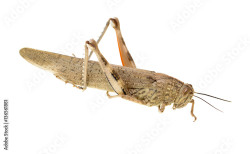 grasshopper on a white background