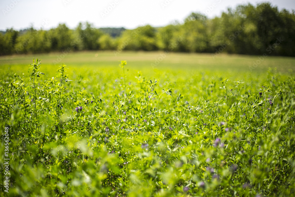Obraz premium Green Field floated with Sun, France
