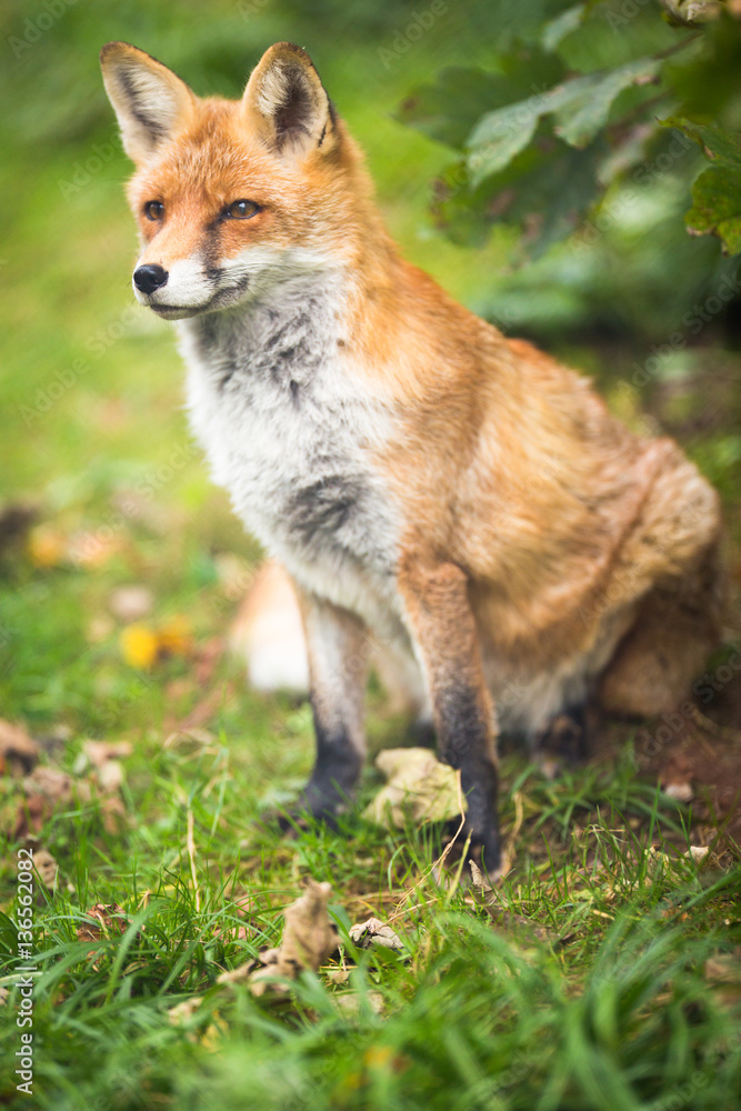 Red Fox (Vulpes vulpes) Red Fox (Vulpes vulpes)