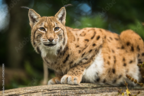 Eurasian Lynx (Lynx lynx) © lightpoet