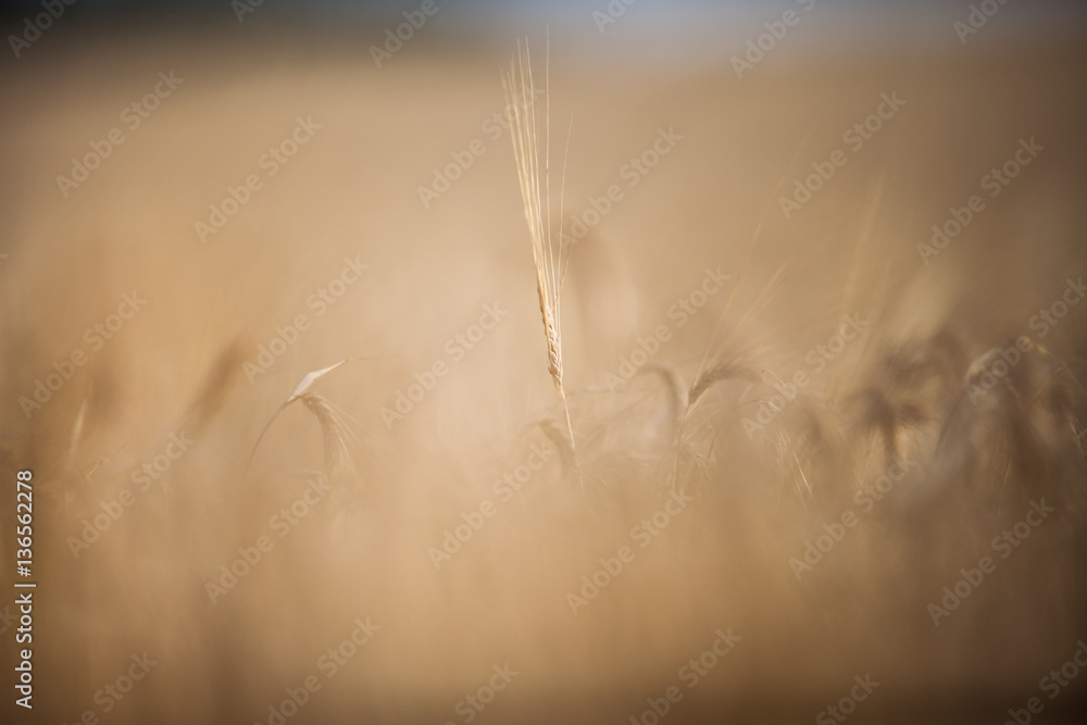Obraz premium Fields after and during harvest lit with warm morning sunshine