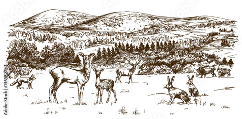Woodland scenery, forest with deers. Hand drawn illustration
