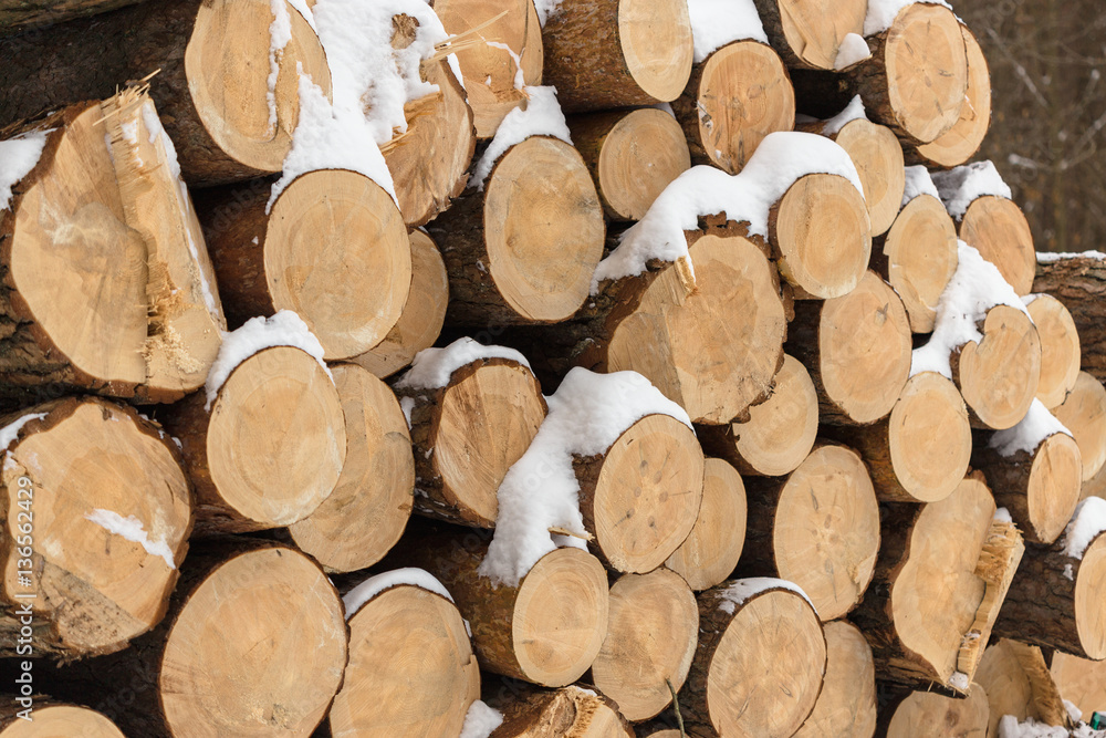 Fototapeta premium pine round timber lies in the forest in winter in a heap