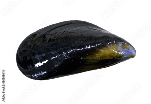 mussel : seafood