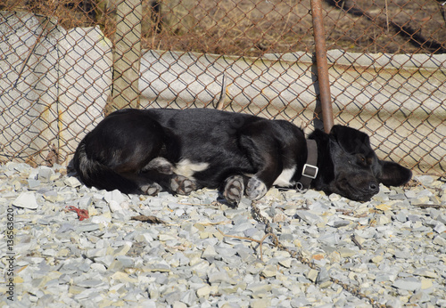 Black dog on a chain resting under a fence photo