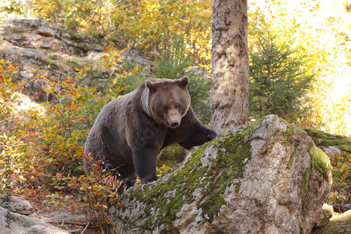 Brown bear into the forest