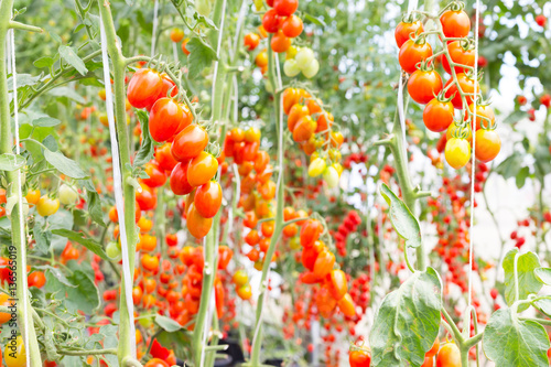 tomato growing in agricultural organic farm