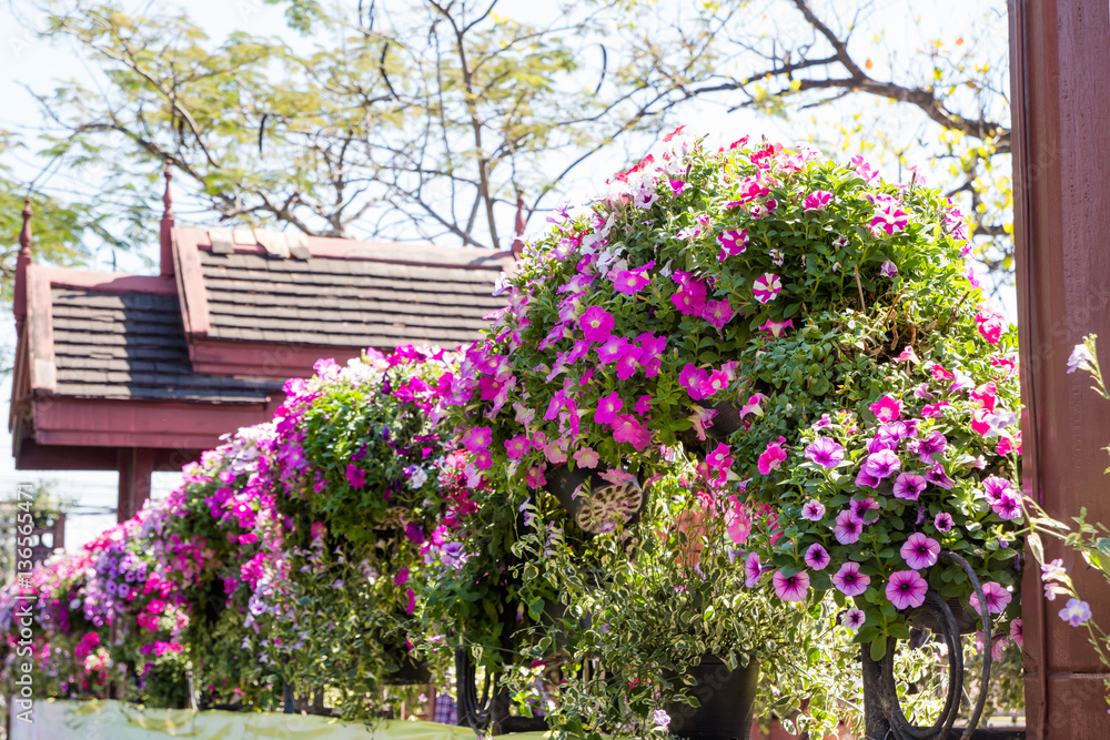 flower flower