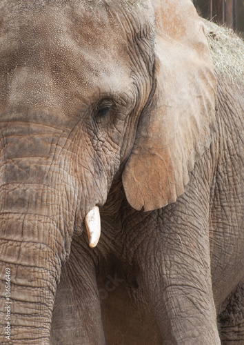 African elephant profile close up