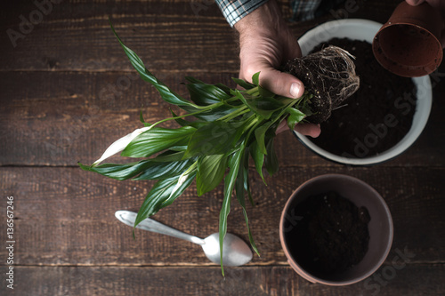 Man transplants a flower Spathiphyllum in flower pot on the right photo