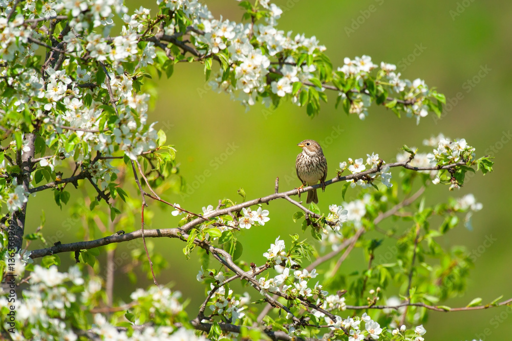 Fototapeta premium Bird on spring blossom brunch