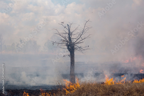 Wind blowing on a flaming trees during a forest fire.