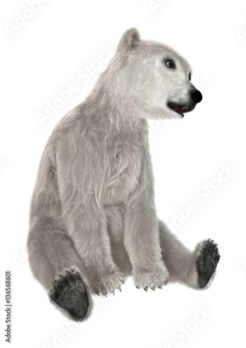 3D Rendering Polar Bear Cub on White © photosvac