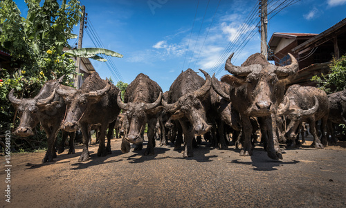 Thai Buffalo