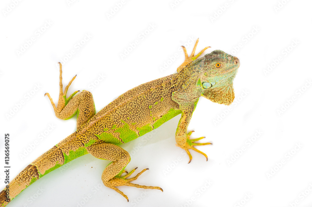 one green iguana lizard .reptile sit on white background one green iguana lizard .reptile sit on white background