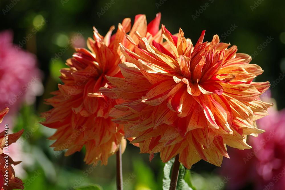 Dahlia orange et rouge au jardin en été Dahlia orange et rouge au jardin en été