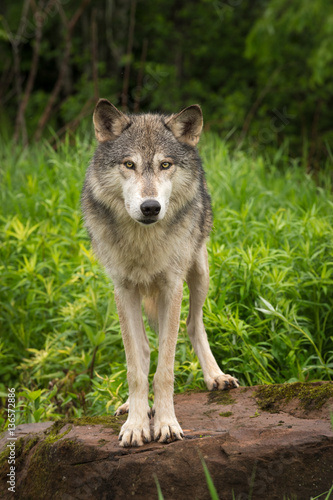 Grey Wolf (Canis lupus) Looks Straight Out from Rock