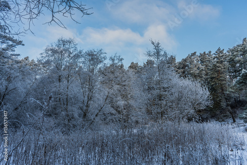 Wallpaper Mural beautiful winter landscape trees in hoarfrost  a winter day Torontodigital.ca