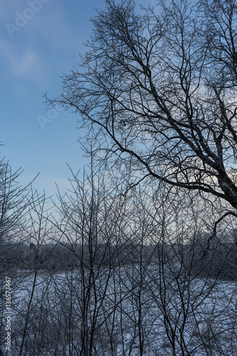 beautiful winter landscape trees in hoarfrost a winter day