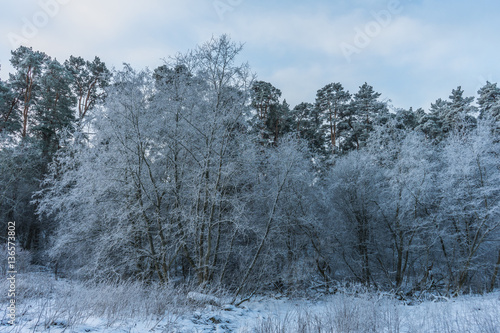 Wallpaper Mural beautiful winter landscape trees in hoarfrost  a winter day Torontodigital.ca