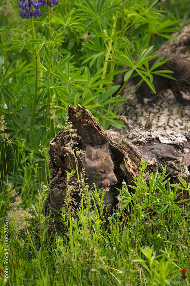 Two Red Fox (Vulpes vulpes) Kit Yawns Inside Log Two Red Fox (Vulpes vulpes) Kit Yawns Inside Log