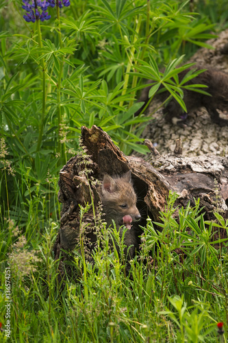 Two Red Fox (Vulpes vulpes) Kit Yawns Inside Log © geoffkuchera