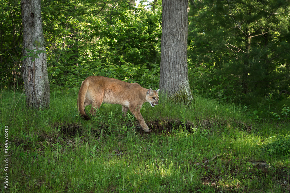 Adult Female Cougar (Puma concolor) Stalks Right Near Woods Adult Female Cougar (Puma concolor) Stalks Right Near Woods
