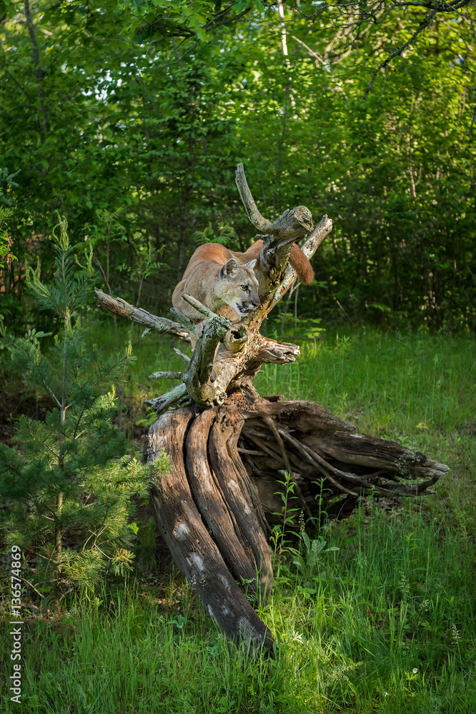 Fototapeta premium Adult Female Cougar (Puma concolor) Crouches On Root Bundle