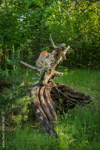 Adult Female Cougar (Puma concolor) Crouches On Root Bundle © geoffkuchera