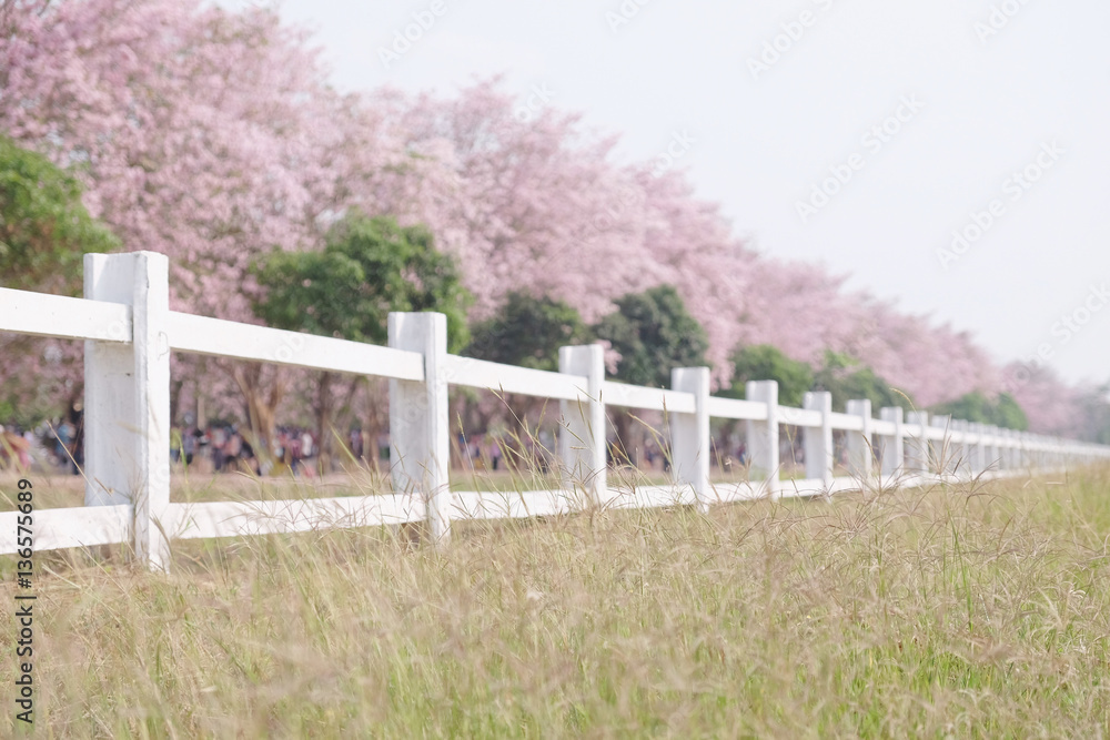 Fototapeta premium White fence and cherry blossom or tabebuia rosea or rosy trumpet trees.