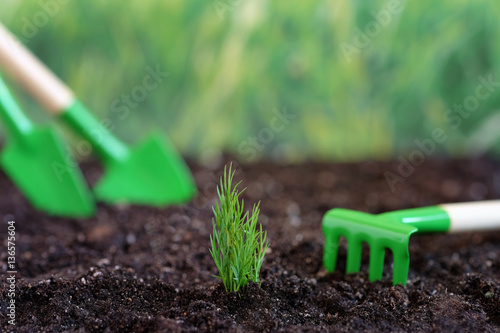 Plant, garden tools