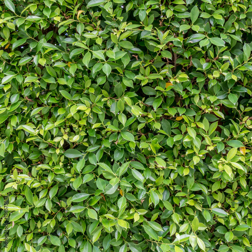 Wallpaper Mural Green leaves wall Torontodigital.ca