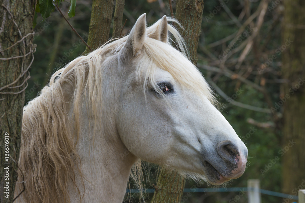 Obraz premium chval blanc