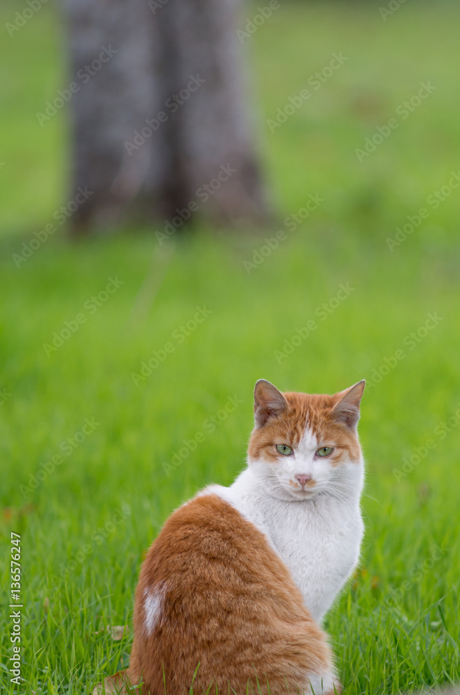 Red tabby cat on the grass