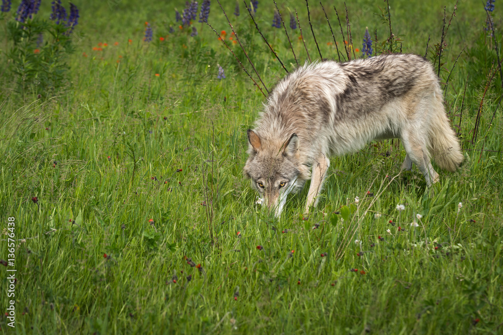 Grey Wolf (Canis lupus) Yearling Sniffs in Grass Grey Wolf (Canis lupus) Yearling Sniffs in Grass
