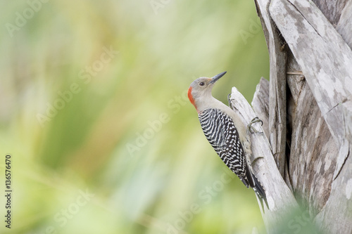 A Red-bellied Woodpecker clings to the bark of a palm tree with a green background in soft overcast light.