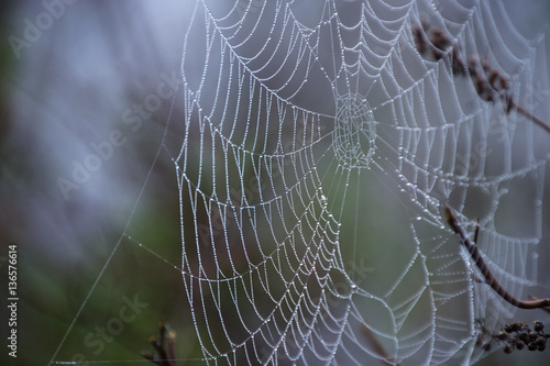 A spider web hangs heavy with drops of water on a foggy morning.