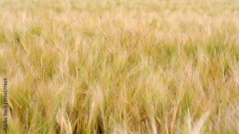 wheat field wheat field