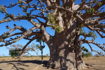 Leinwandbilder Baobab Baobab in der weiten afrikanischen Savanne  © Cyril PAPOT