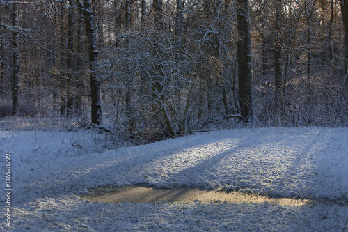 Winterforest. Trees. Snow. Frost. Maatschappij van Weldadigheid Frederiksoord. Netherlands. photo