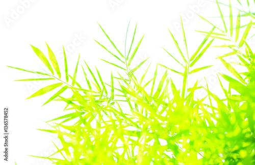 Bamboo Isolated on White Background
